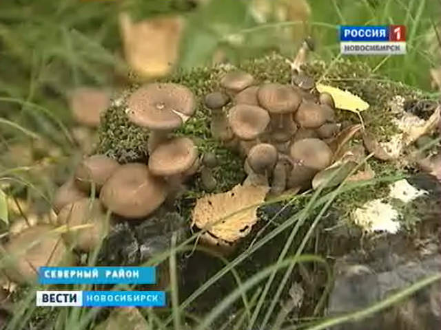Несмотря на засушливое лето, природа порадовала жителей Новосибирской области осенними грибами