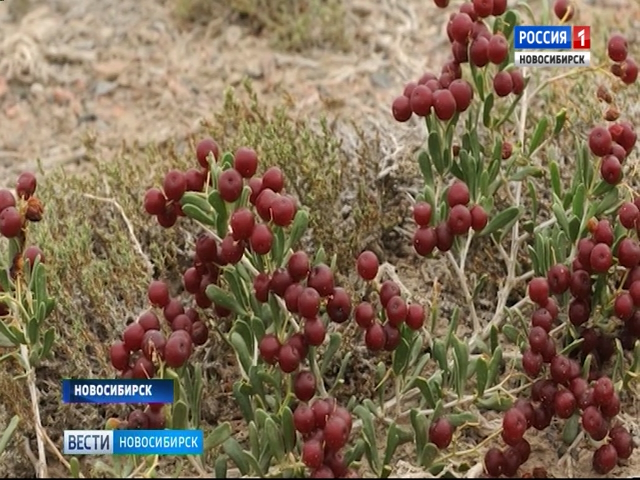 Новосибирские ученые научились выращивать селитрянку в пробирках
