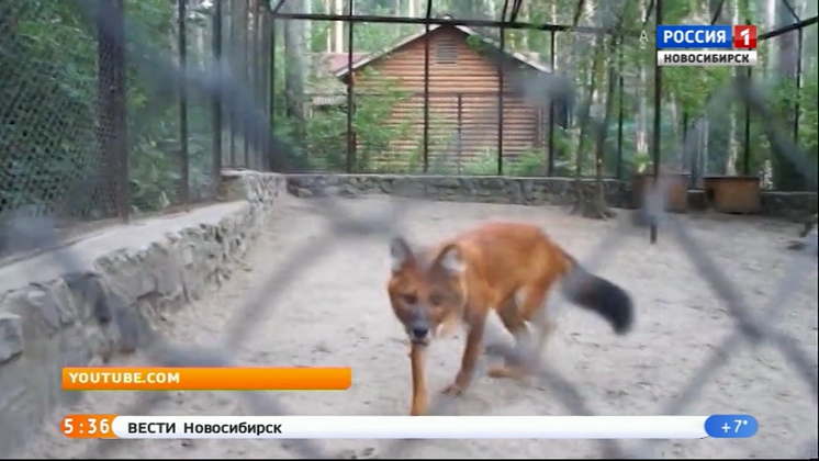 Красные волки из Новосибирского зоопарка переехали в Будапешт