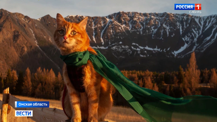 Омская кошка-путешественница покорила горы Алтая и стала звездой интернета