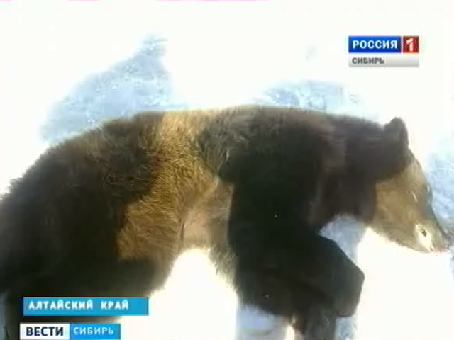 В Алтайском селе застрелили сбежавшего из клетки медведя