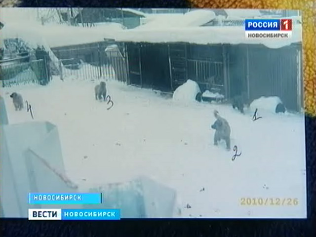 Жители улицы Рощинской против заводчиков озверевших собак