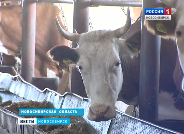  В Новосибирской области закупочные цены на молоко снижаются, в магазинах – растут