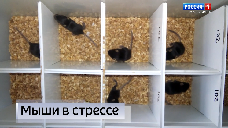 Новосибирские учёные подвергли мышей стрессу для эксперимента по изучению аутизма
