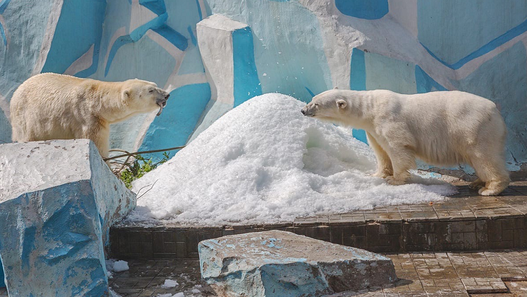 В Новосибирске зоопарк снизил цены на билеты в два раза по 7 ноября