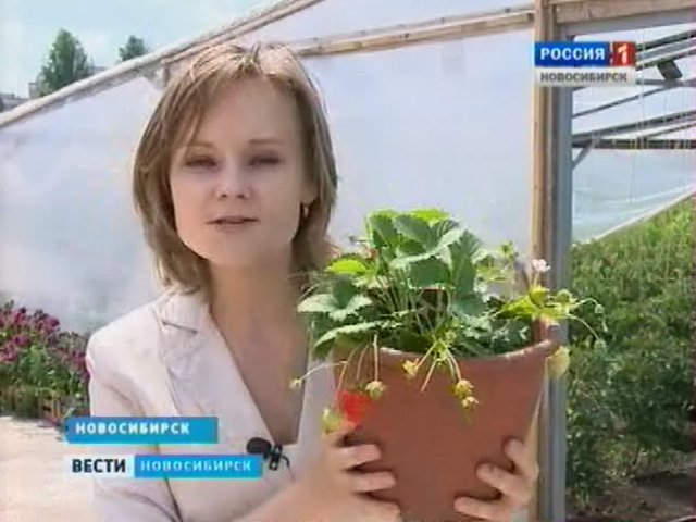Новосибирские садоводы начали собирать первые ягоды