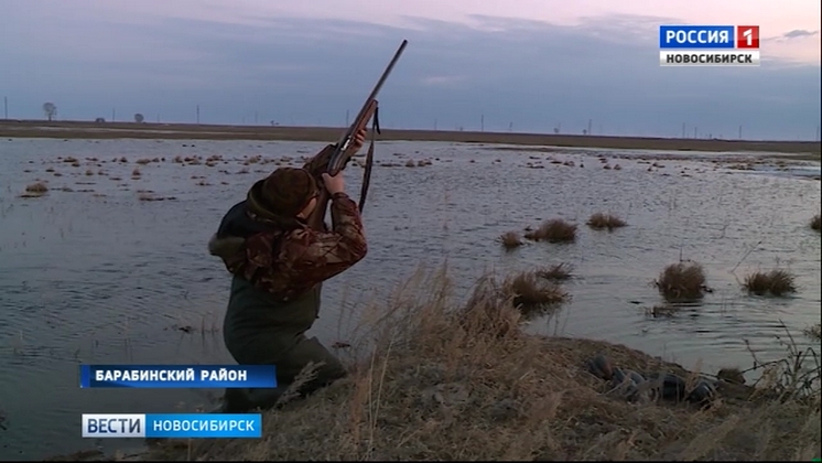 В Новосибирской области наступил последний день охоты на водоплавающую дичь