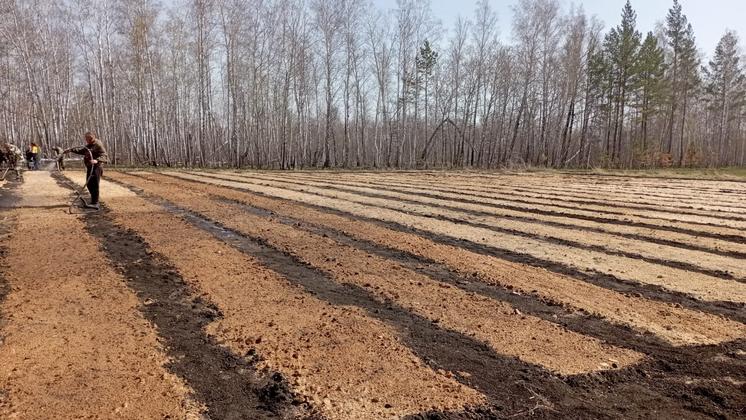 Дети помогли посеять лес в Новосибирской области