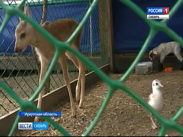 В Иркутской области в зоопарке подружились чайка и косуля