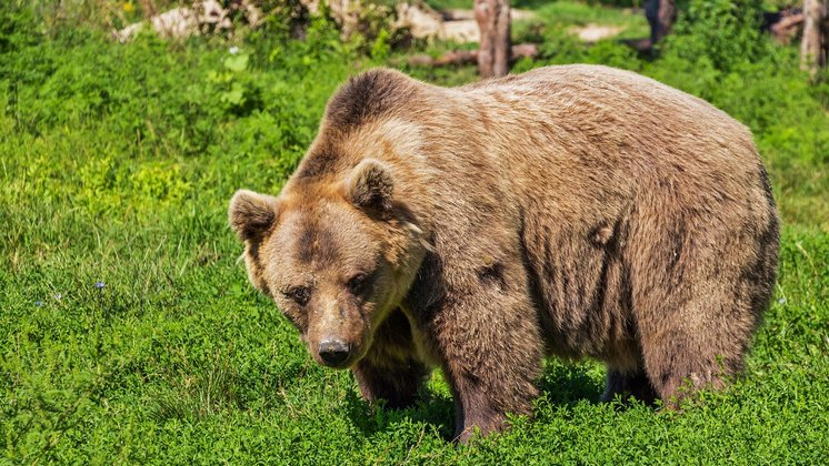 Медведица с медвежонком подошли к жилым домам в Новосибирской области
