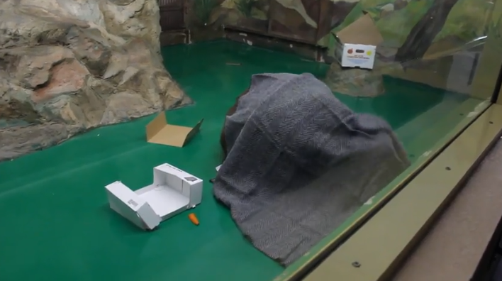 В Новосибирском зоопарке орангутан спрятался под одеялом