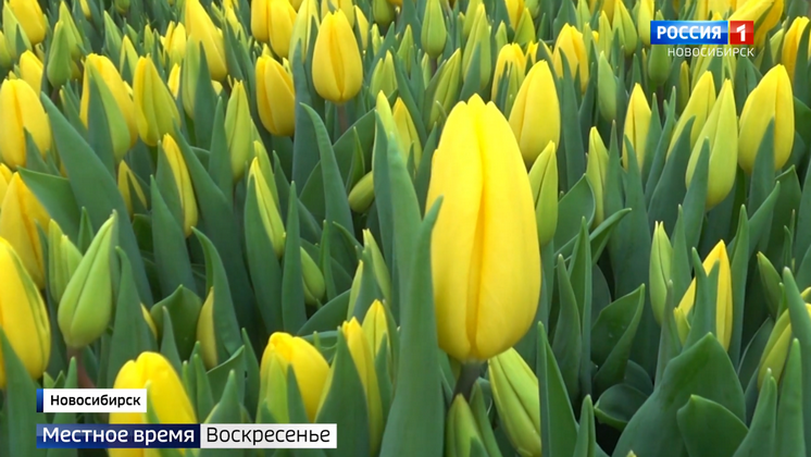 В Новосибирске готовят первые тюльпаны к 8 марта