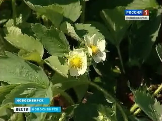 Cадоводы Новосибирска рискуют остаться без урожая ягод