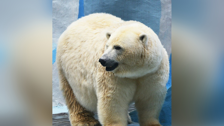 Познавательное видео с купанием белого медведя показал новосибирский зоопарк