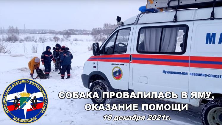 Спасатели вытащили упавшую в яму собаку в Новосибирске