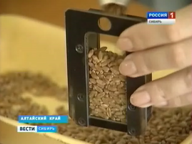В Алтайском крае возрождают производство пшеницы твердых сортов