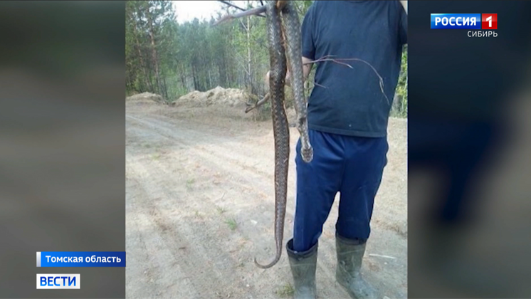 Кусают детей и взрослых: сотни змей атаковали жителей поселка в Томской области