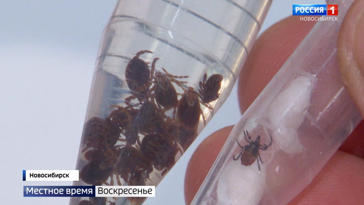 В Новосибирской области зафиксировали всплеск обращений из-за укусов клещей
