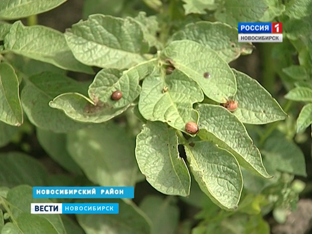 Из-за нашествия колорадского жука урожай картофеля в Новосибирской области оказался под угрозой