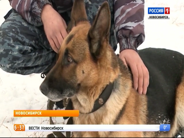 Служебные собаки кинологов сдали профессиональный экзамен