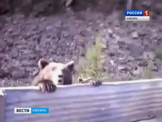 В Красноярском крае водители грузовиков подкармливают хлебом семью диких медведей
