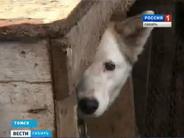 Как волонтёры и законодатели в регионах Сибири примиряют людей и бродячих животных?