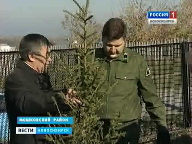Лесники Мошковского района вместе с губернатором посадили новую еловую аллею