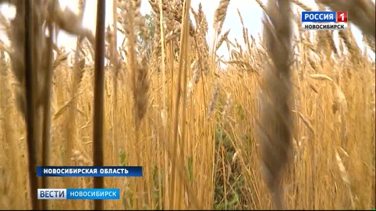 Все районы Новосибирской области приступили к уборке зерновых