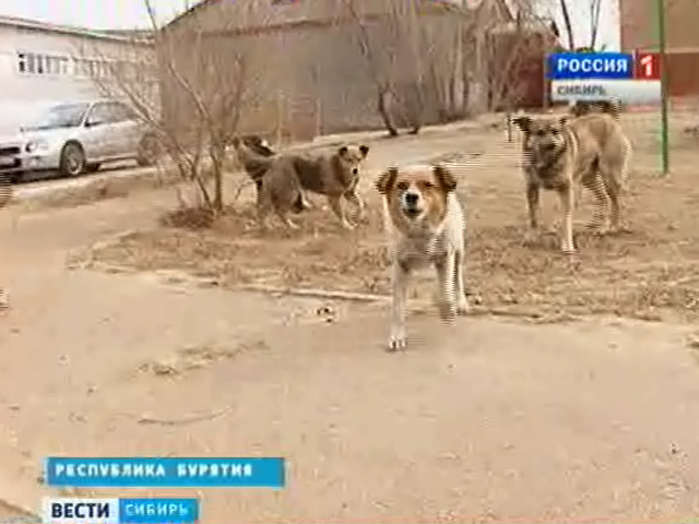 Проблема кошек и собак в городах сибирского региона остается острой