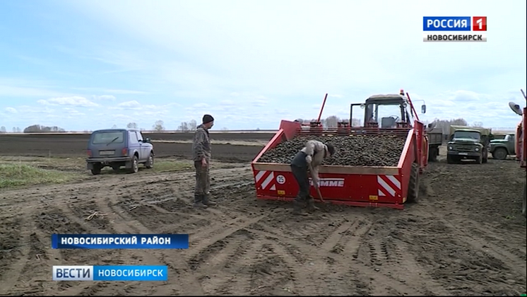 Хозяйства Новосибирской области начали сажать картофель