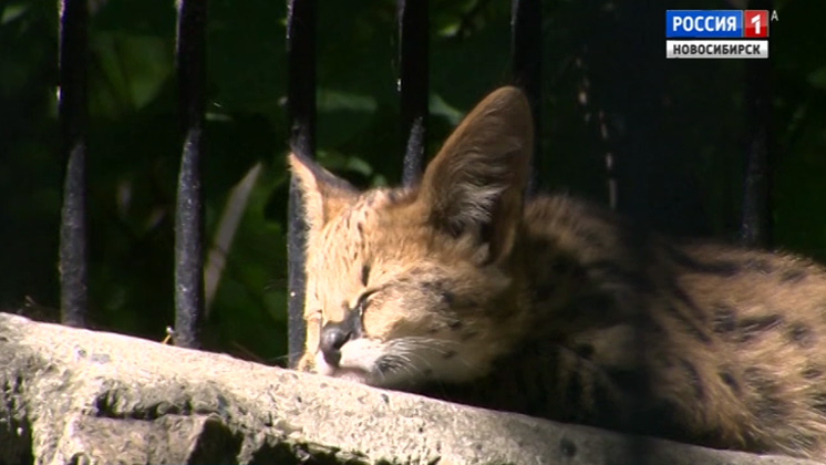 В Новосибирском зоопарке котята сервала впервые вышли к посетителям