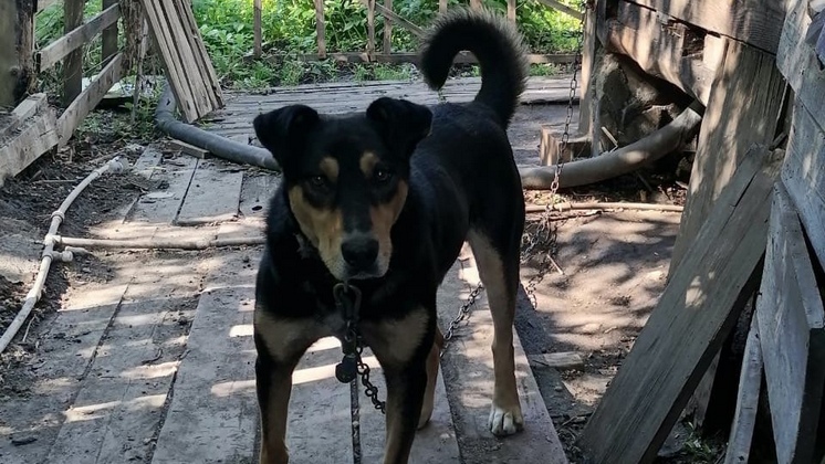 В Новосибирске ищут хозяев брошенному в частном доме псу