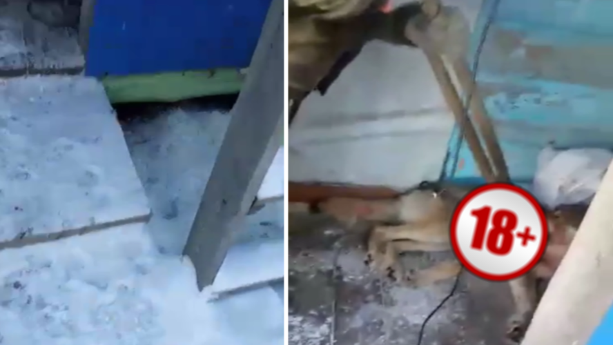 «В Красном Пахаре снято»: жители Новосибирской области паникуют из-за видео с волком