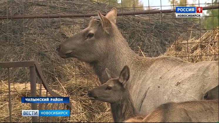 В Новосибирской области начнут делать пантовые ванны