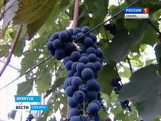 Житель Иркутска выращивает на сибирских грядках весьма прихотливую южную ягоду