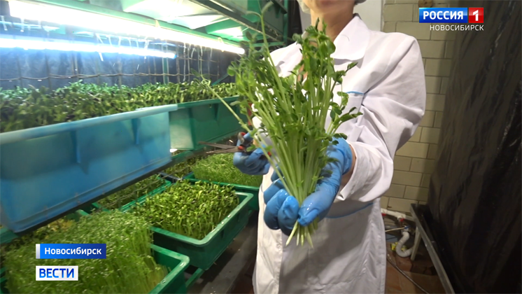 Технологию выращивания микрозелени осваивают новосибирские предприниматели