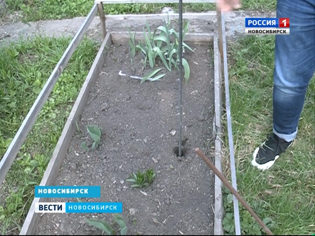 Новосибирск сибирский садовод Новосибирск сибирский садовод