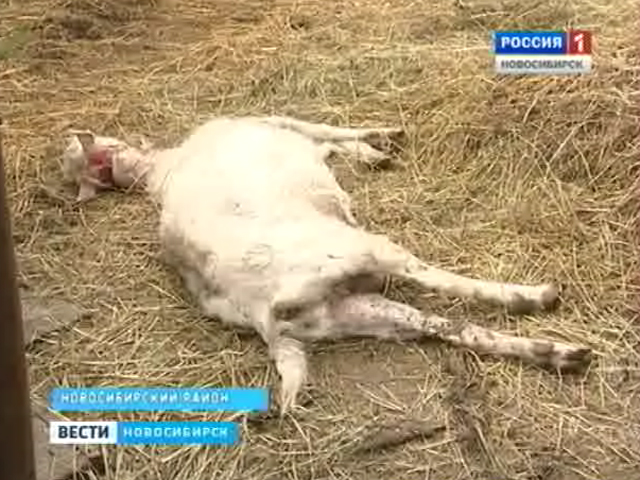 Под Новосибирском неизвестный зверь губит домашний скот