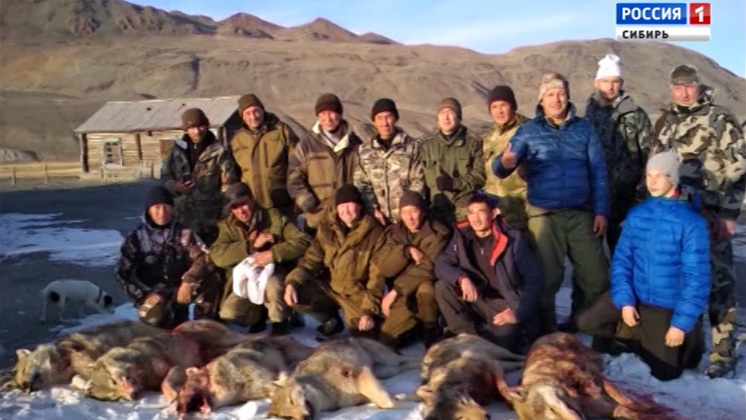 Охотников в Республике Алтай будут премировать за добычу волка