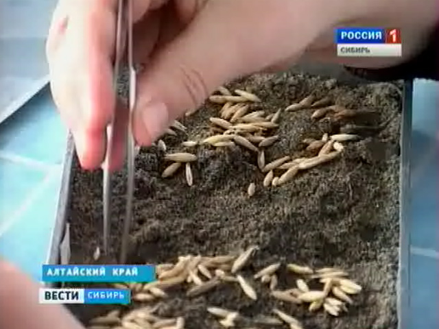 Специалисты Россельхознадзора В Алтайском крае провели проверку семян