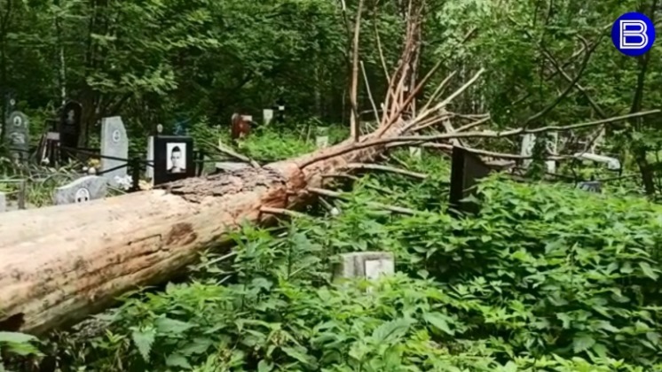 Деревья разбили надгробия на Заельцовском кладбище Новосибирска
