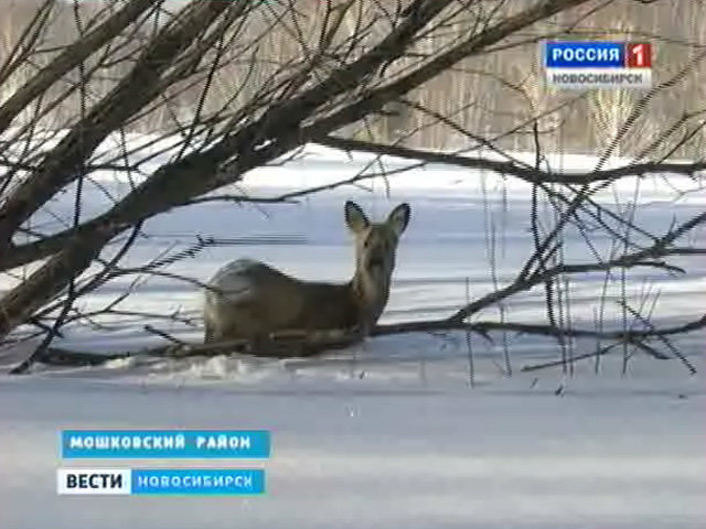 Из-за глубокого снега в лесах Новосибирской области гибнут косули