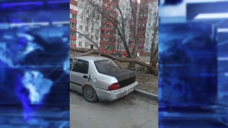 В Новосибирске дерево раздавило легковой автомобиль около детского сада 