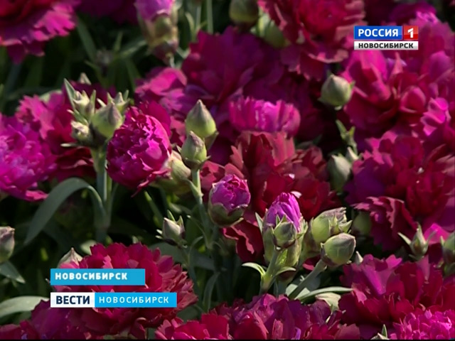 Новосибирские садоводы открывают дачный сезон