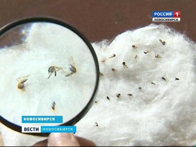 Новосибирские ученые разрабатывают безопасный биопрепарат против комаров