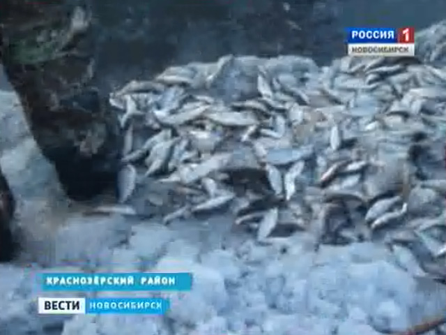 В озерах Краснозёрского района массово гибнет рыба
