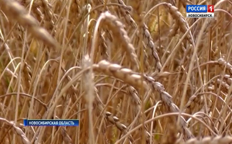 Новосибирские аграрии планируют выйти на азиатский рынок пшеницы