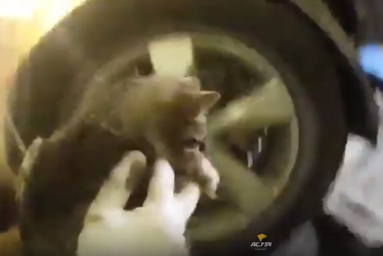 Работники СТО в Новосибирске вытащили кошку из-под капота автомобиля