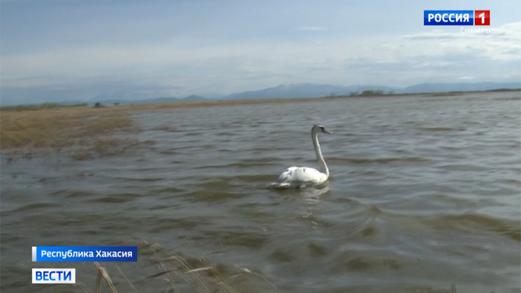 Спасенного жителями Хакасии лебедя вернули в дикую природу