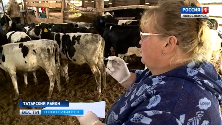 Вспышку опасного заболевания коров впервые зафиксировали в Новосибирской области